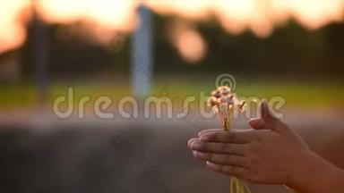 年轻少女的手在夕阳下玩草地。 少女玩转草花的乐趣。 把手举起来